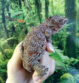 Magazoo  Male Red Blotch Gargoyle Gecko