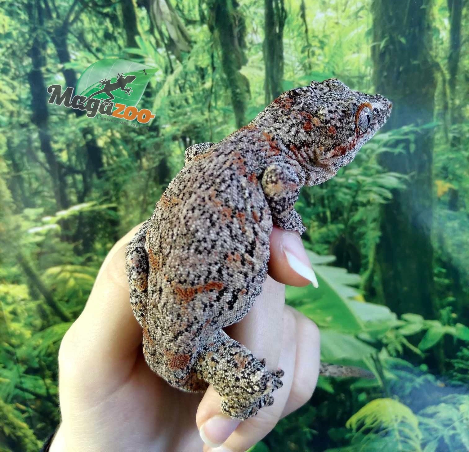 Magazoo  Male Red Blotch Gargoyle Gecko