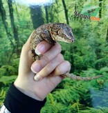 Magazoo  Male Red Blotch Gargoyle Gecko