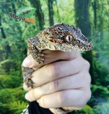 Magazoo  Male Red Blotch Gargoyle Gecko