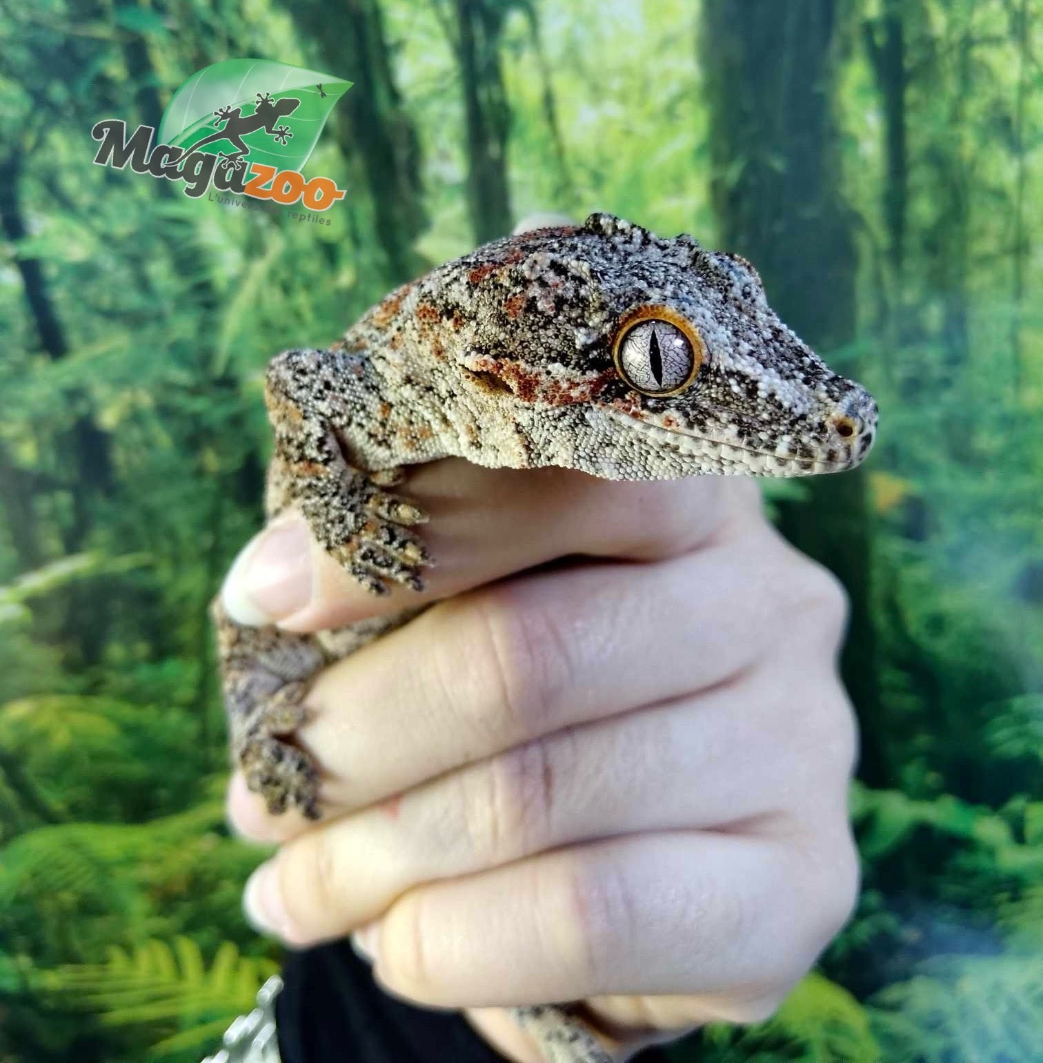 Magazoo  Male Red Blotch Gargoyle Gecko