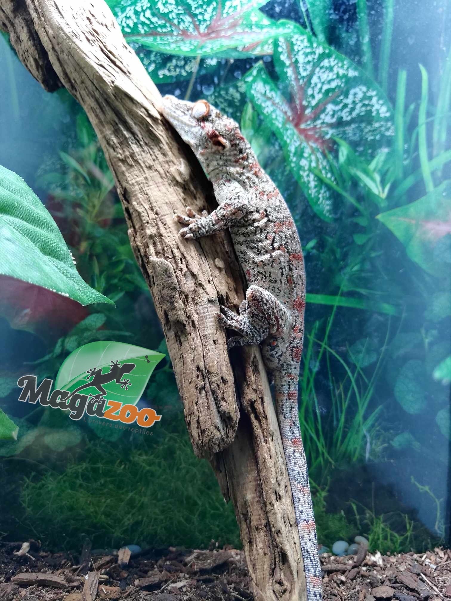 Magazoo  Male Red Blotch Gargoyle Gecko