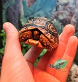 Magazoo Baby Leopard tortoise (2024) #2