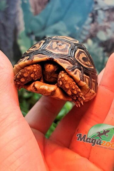 Magazoo Baby Leopard tortoise (2024) #2