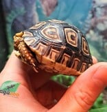 Magazoo Baby Leopard tortoise (2024) #2