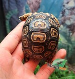 Magazoo Baby Leopard tortoise (2024) #2