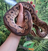 Magazoo Ball python black pastel Clown Male