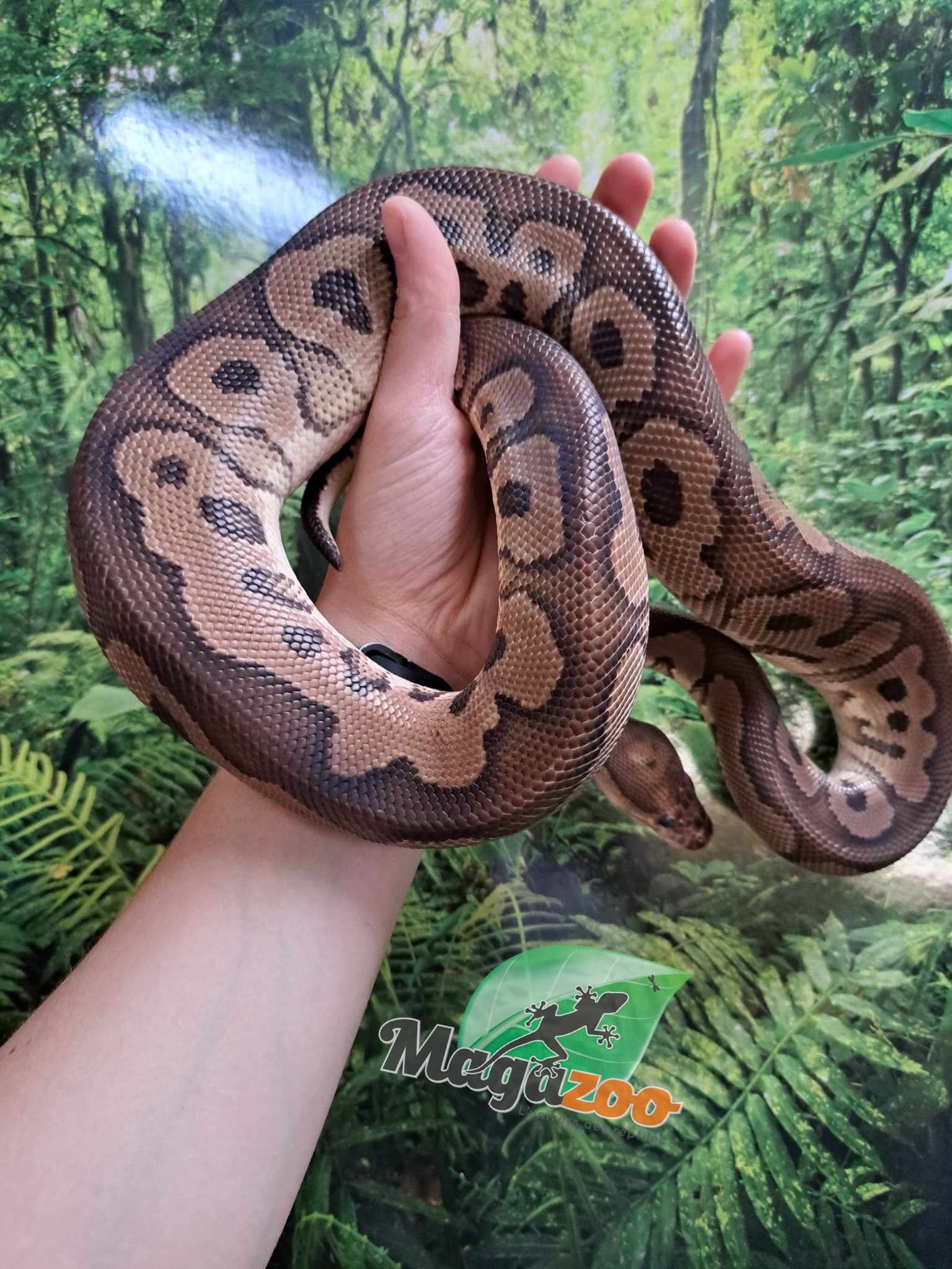 Magazoo Ball python black pastel Clown Male