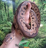 Magazoo Ball python black pastel Clown Male