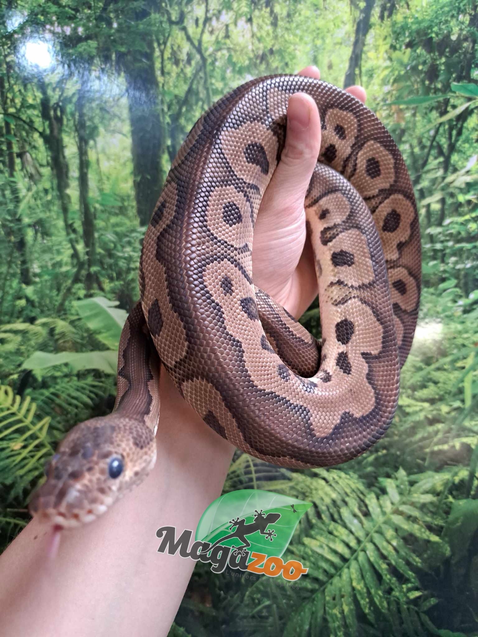 Magazoo Python royal black pastel Clown Mâle