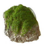 Moss Stone with Suction Cup - Small