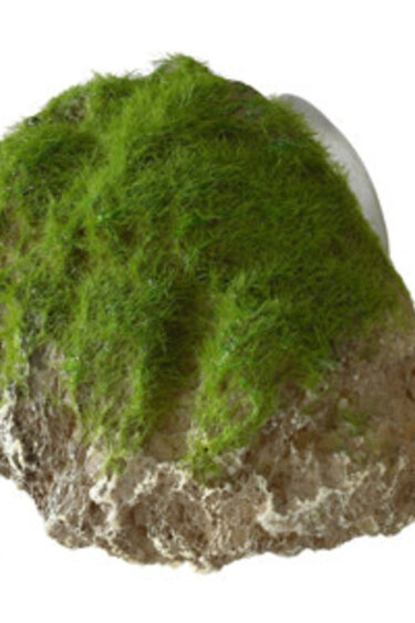 Moss Stone with Suction Cup - Small