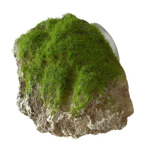 Moss Stone with Suction Cup - Small