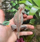 Magazoo Red Stripe  Male Gargoyle gecko