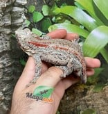 Magazoo Red Stripe  Male Gargoyle gecko