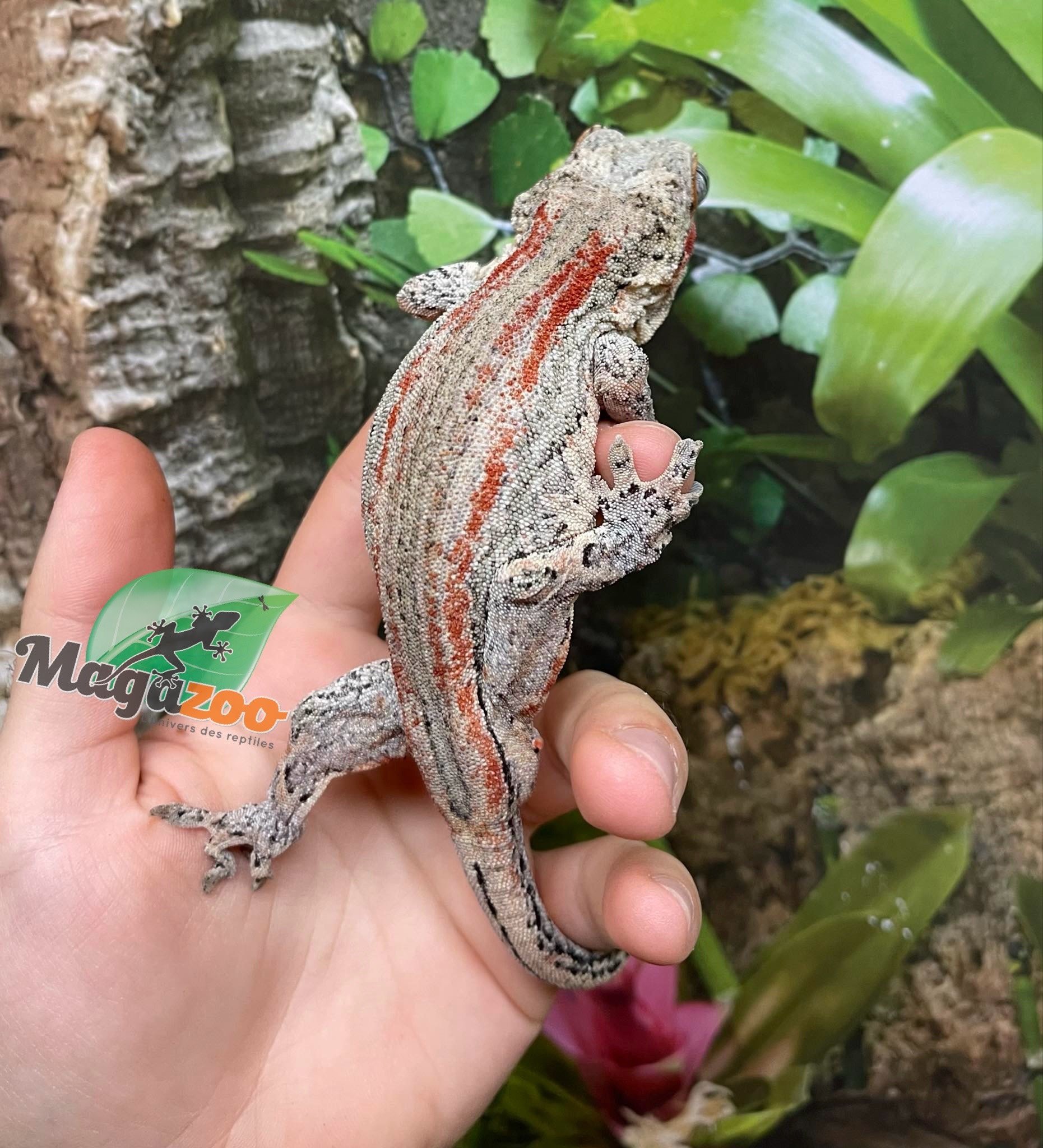 Magazoo Red Stripe  Male Gargoyle gecko