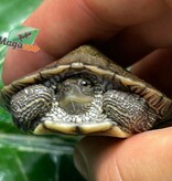 Magazoo Mississippi Map turtle