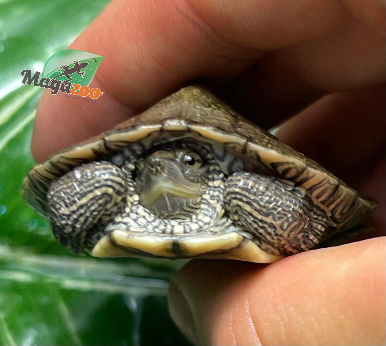 Magazoo Mississippi Map turtle