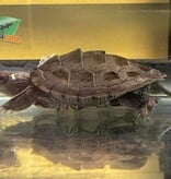 Magazoo Mississippi Map turtle