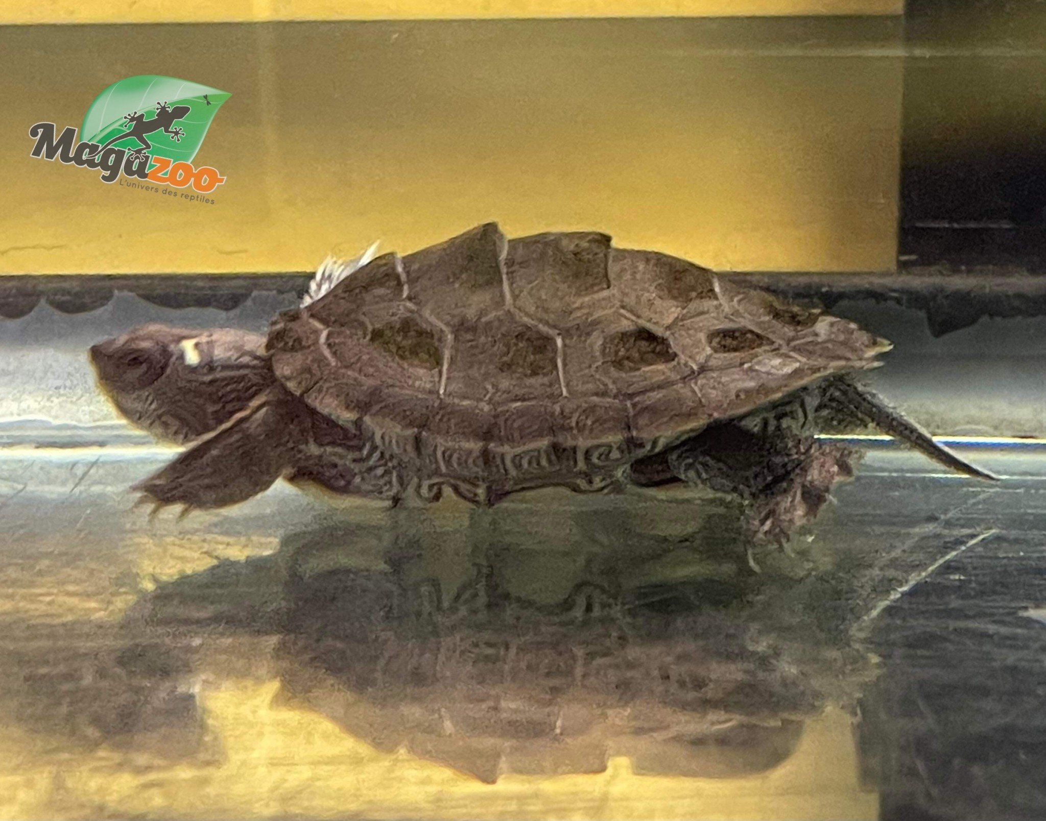 Magazoo Mississippi Map turtle