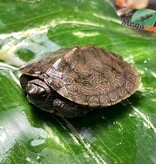 Magazoo Mississippi Map turtle