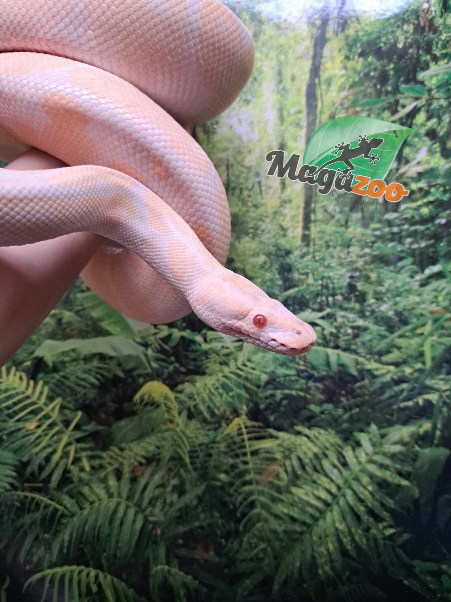 Magazoo Python royal Albino Mâle Adulte 10 ans