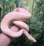 Magazoo Male albino Ball python 10 years old