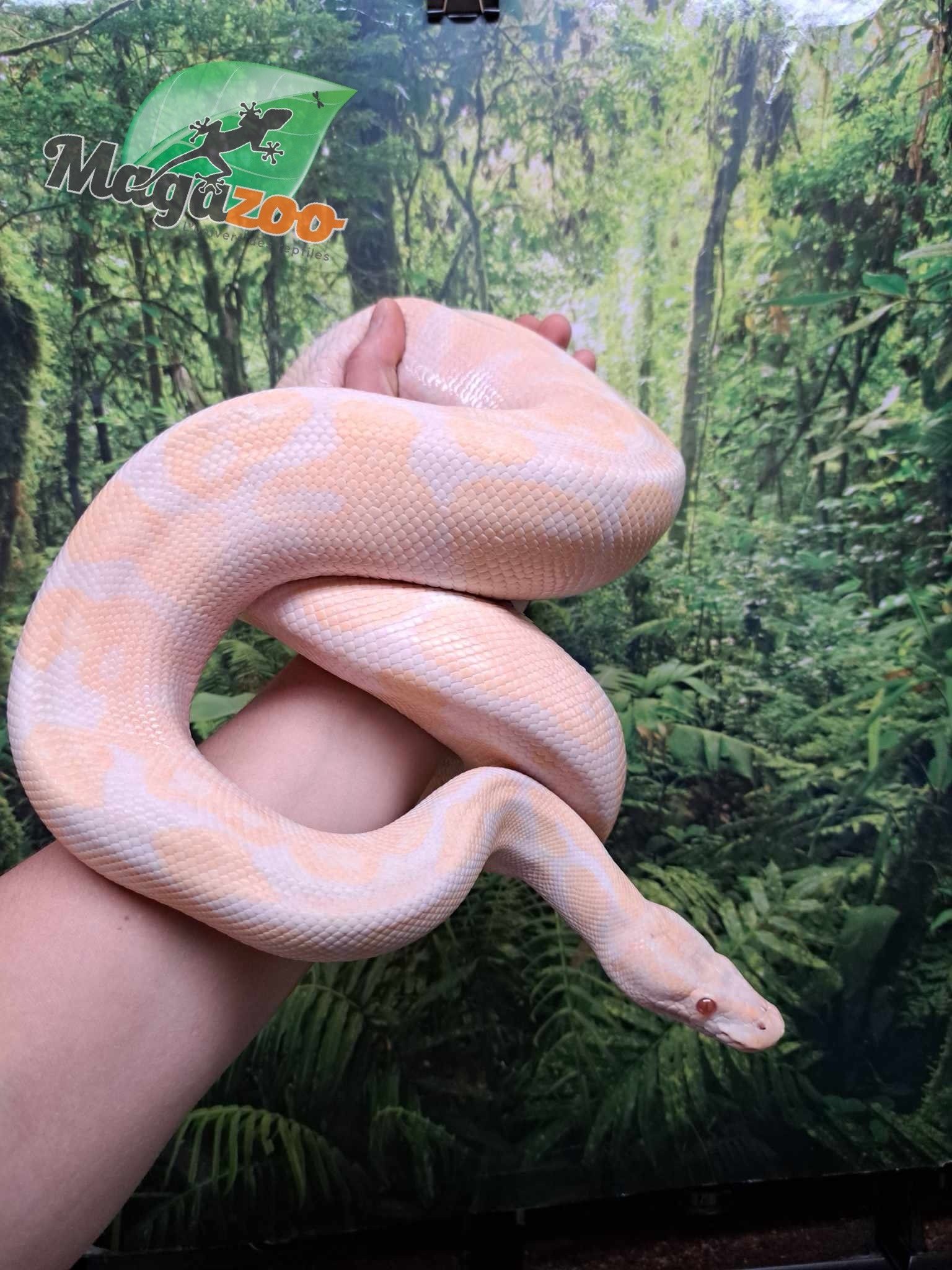 Magazoo Male albino Ball python 10 years old