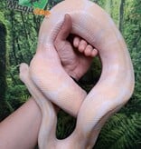 Magazoo Male albino Ball python 10 years old