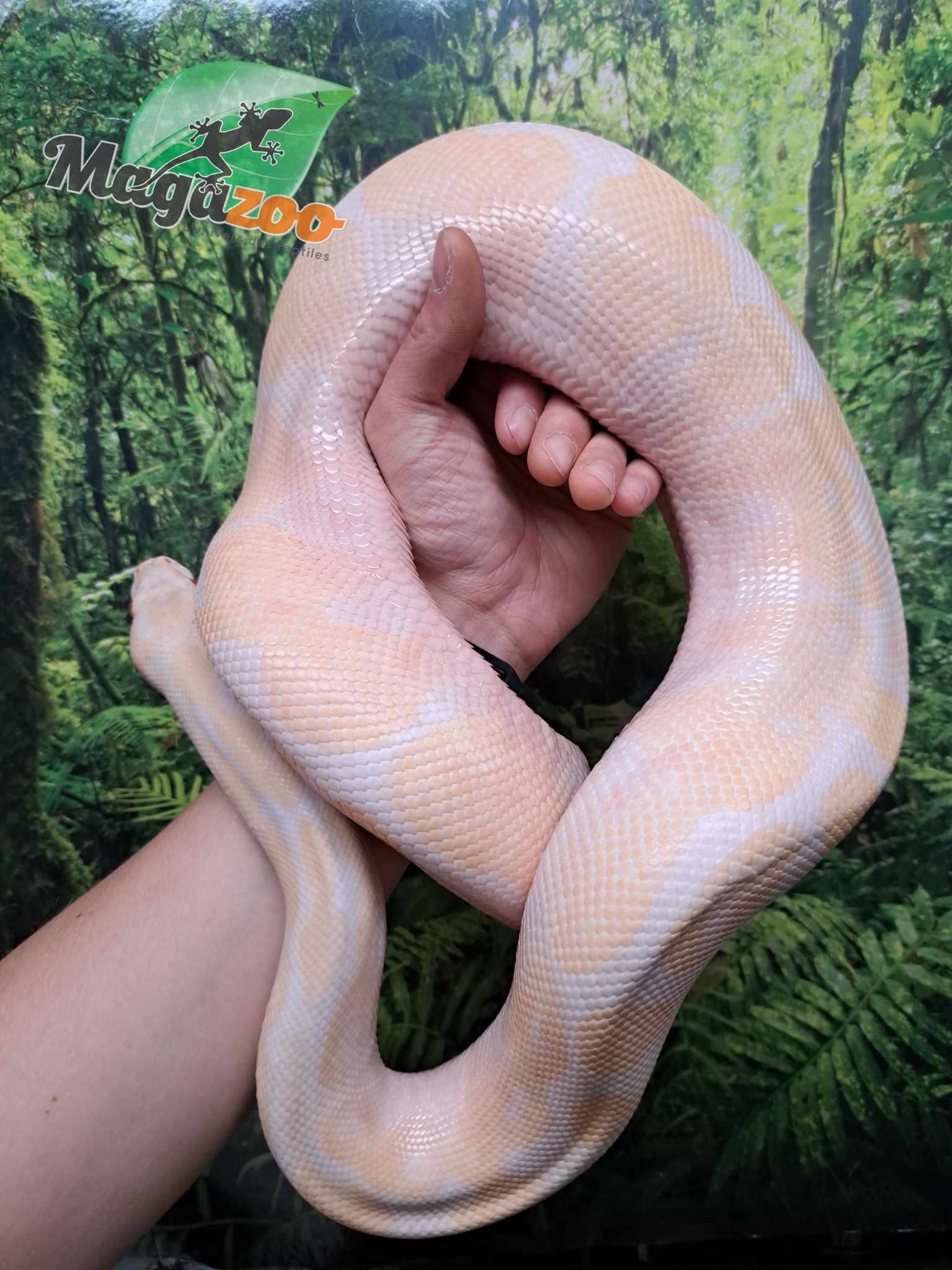 Magazoo Male albino Ball python 10 years old