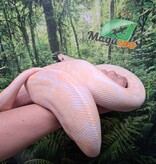 Magazoo Male albino Ball python 10 years old