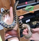 Magazoo Baby Female Yellow Anaconda