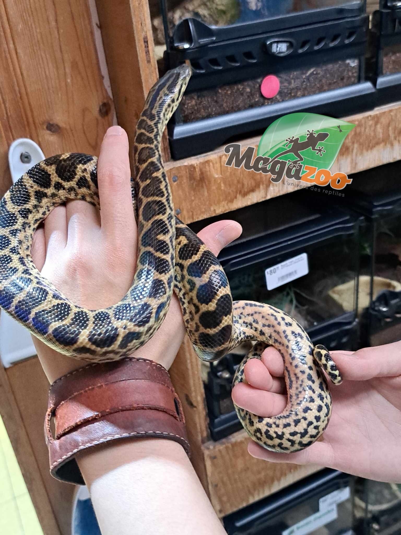 Magazoo Baby Female Yellow Anaconda