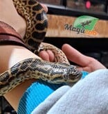 Magazoo Baby Female Yellow Anaconda