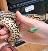 Magazoo Baby Female Yellow Anaconda