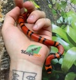 Magazoo Serpent Laitier du Honduras Tangerine Bébé