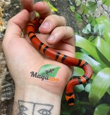 Magazoo Tangerine baby Tricolor Honduran Milk Snake