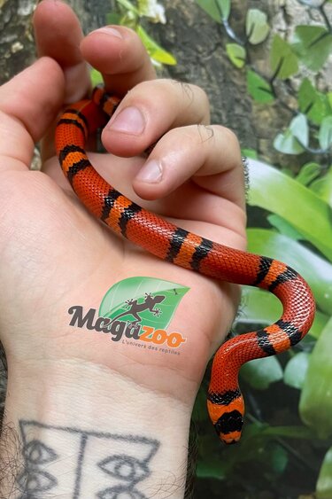 Magazoo Tangerine baby Tricolor Honduran Milk Snake