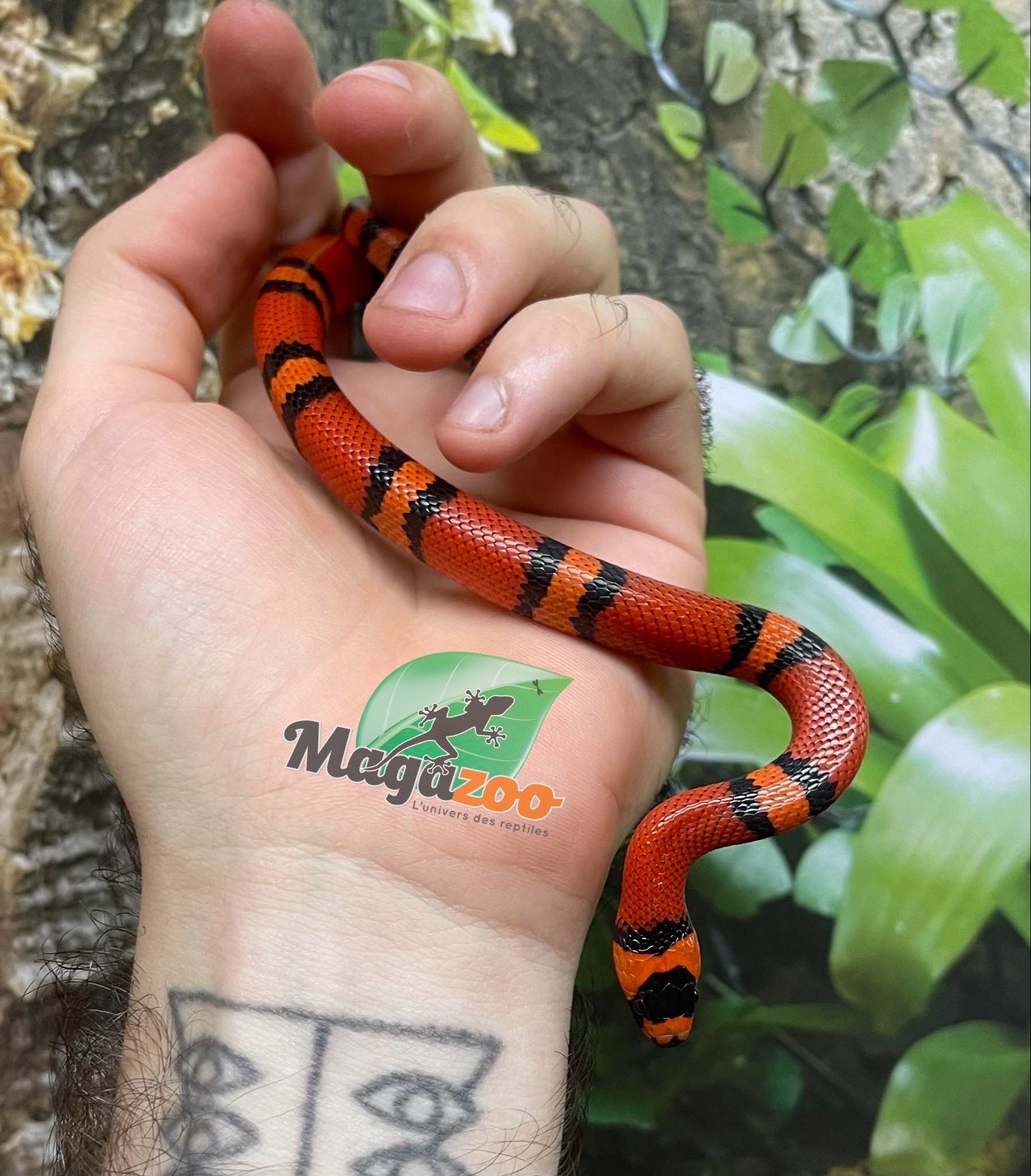 Magazoo Serpent Laitier du Honduras Tangerine Bébé