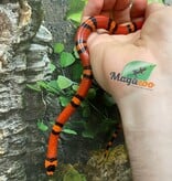 Magazoo Serpent Laitier du Honduras Tangerine Bébé