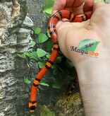 Magazoo Tangerine baby Tricolor Honduran Milk Snake