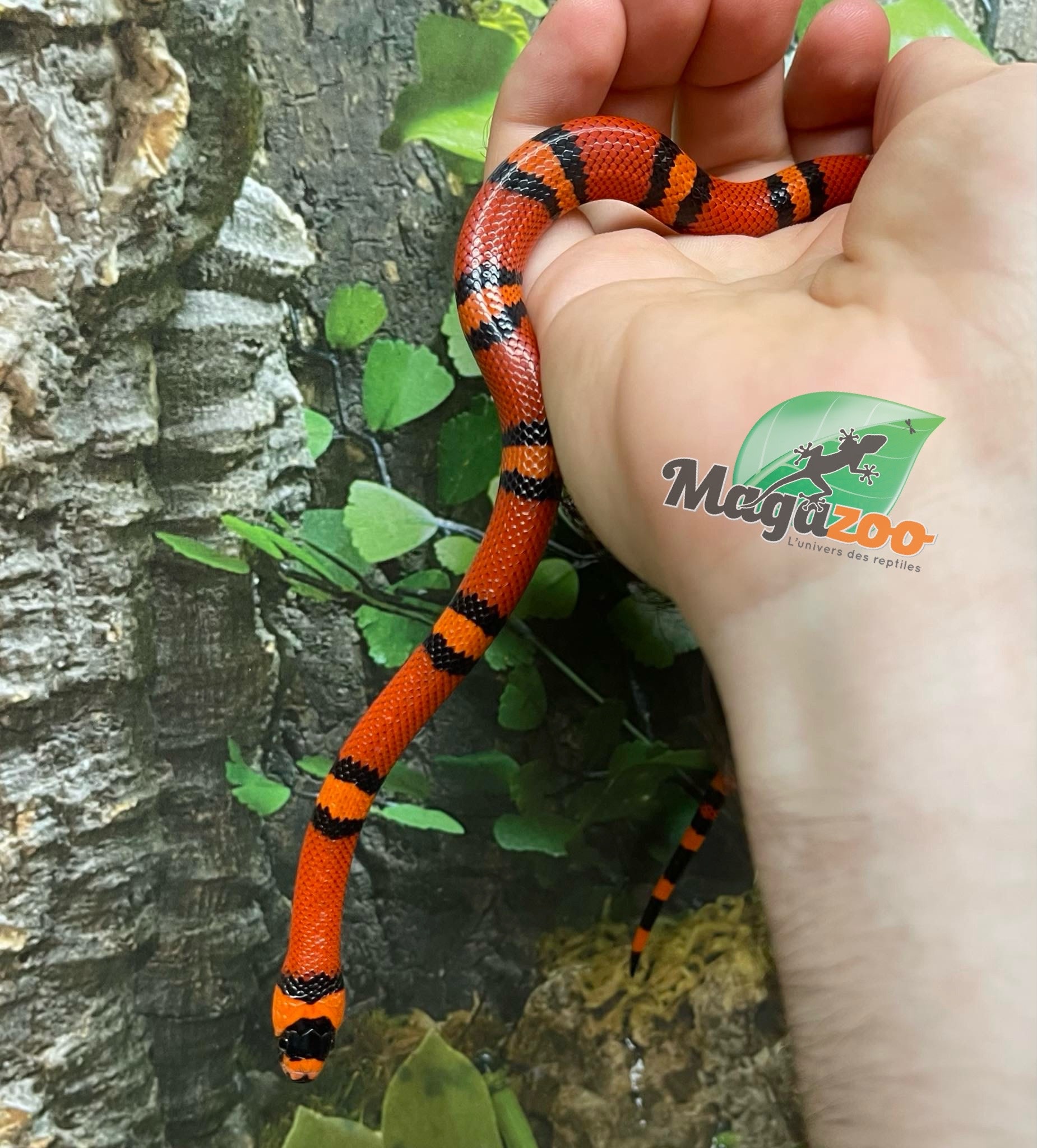 Magazoo Tangerine baby Tricolor Honduran Milk Snake