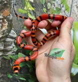 Magazoo Serpent Laitier du Honduras Tangerine Bébé