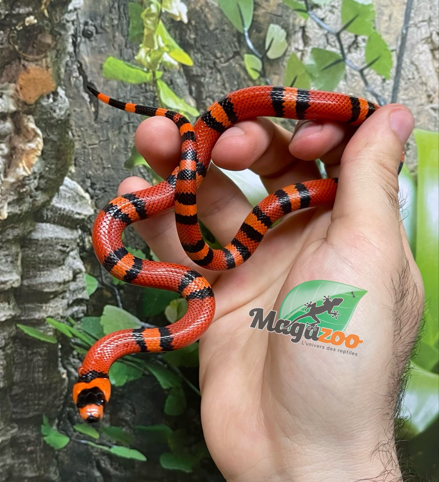 Magazoo Tangerine baby Tricolor Honduran Milk Snake