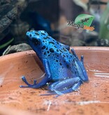 Magazoo Grenouille Dendrobates 'Azureus' Juvénile