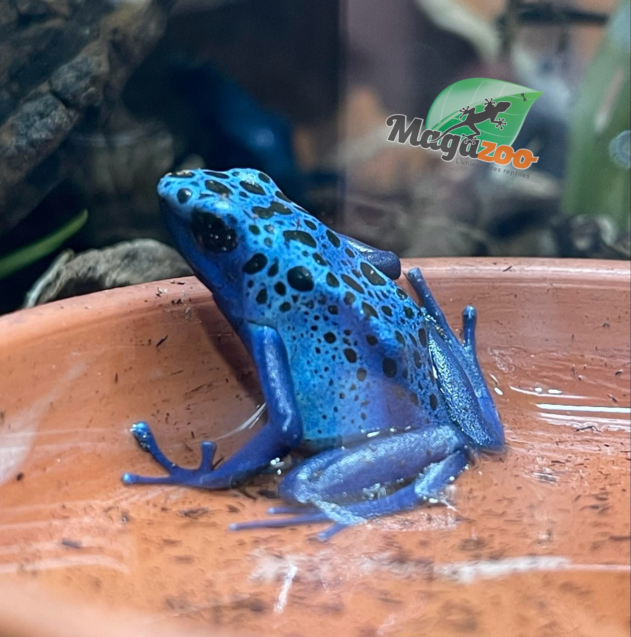 Magazoo Grenouille Dendrobates 'Azureus' Juvénile