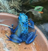 Magazoo Juvenile Blue poison ''Azureus'' Dart frog