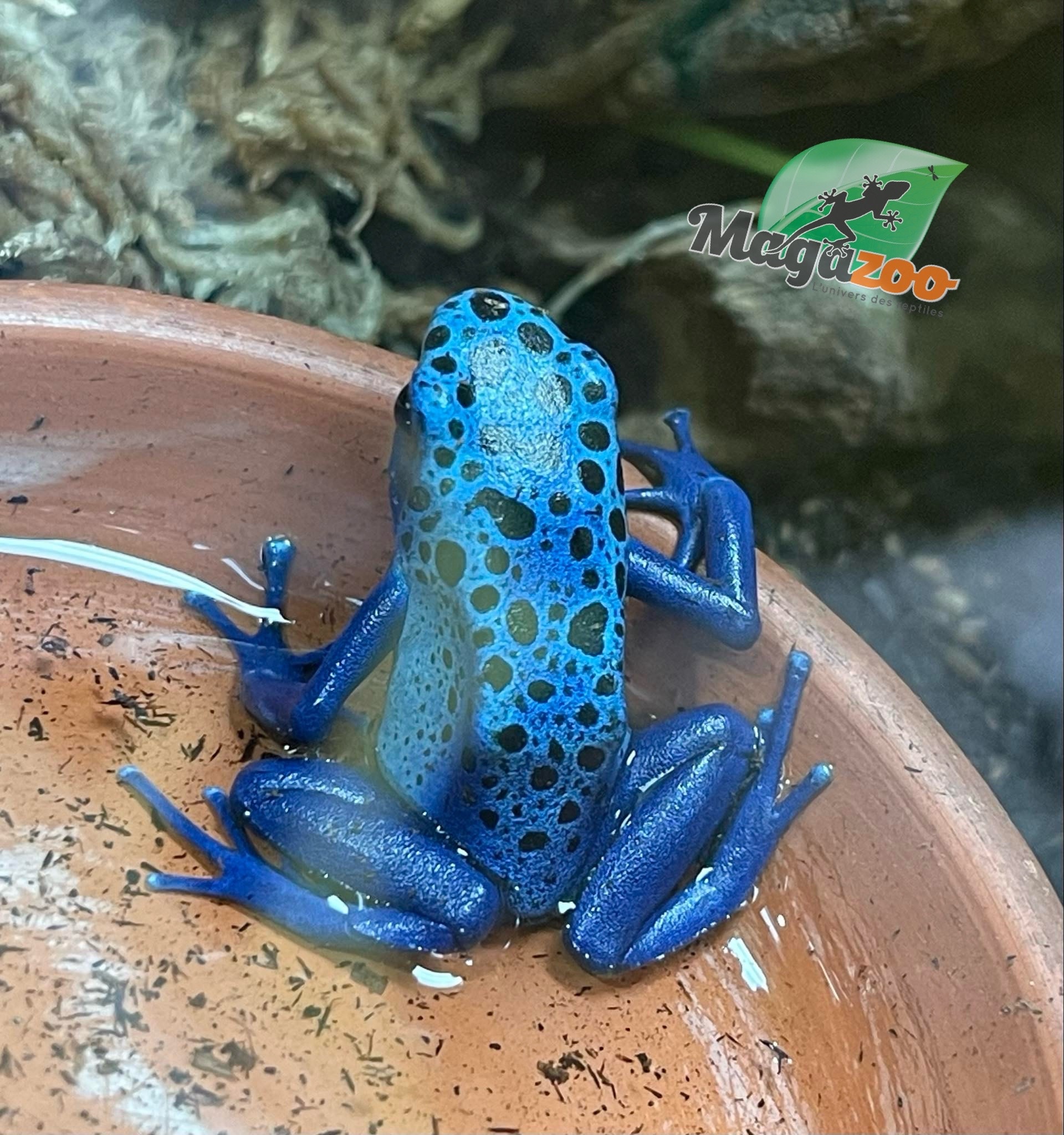 Magazoo Grenouille Dendrobates 'Azureus' Juvénile