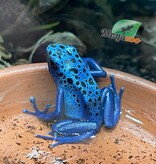 Magazoo Juvenile Blue poison ''Azureus'' Dart frog