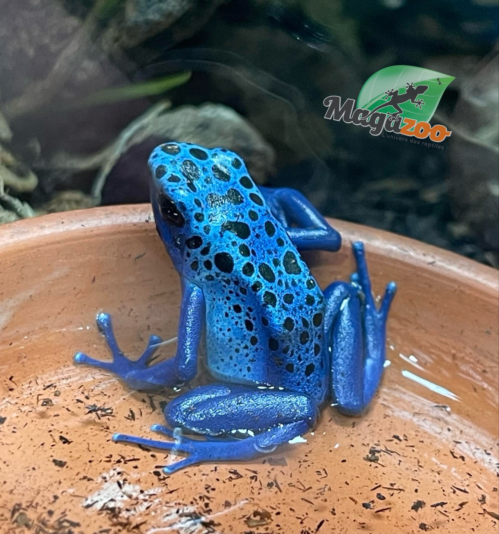 Magazoo Juvenile Blue poison ''Azureus'' Dart frog